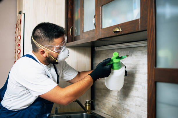 Wasp Removal Services in Crest, CA